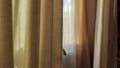 Curtain with tulle on the window. The interior of the room with draped curtains Royalty Free Stock Photo