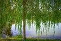 Curtain of willow Royalty Free Stock Photo