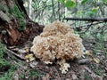 Un example of magic the nature, un curtly mushrooms