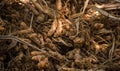 Turmeric harvesting in spice kerala