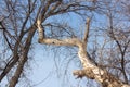 Curve tree trunk against sky background Royalty Free Stock Photo