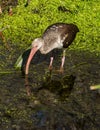 Juvenile Ibis Curved Beak Reflected Royalty Free Stock Photo