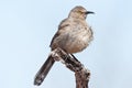 Curve Billed Thrasher