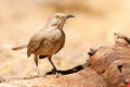 Curve Billed Thrasher