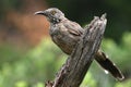 Curve-billed Thrasher - Arizona