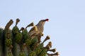 Curve billed thrasher beak is red with cactus fruit