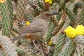 Curve billed Thrasher bird on cactus.