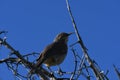 Curve-billed Thrasher - bird against the clear blue sky