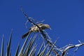 Curve-billed Thrasher - bird against the clear blue sky