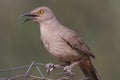 Curve-billed Thrasher On A Fence