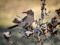 Curve-billed Thrasher Hanging on Against the Wind