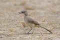 Curve-billed Thrasher, oxostoma curvirostre, calling Royalty Free Stock Photo