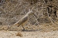 Curve-billed Thrasher, oxostoma curvirostre, on the ground Royalty Free Stock Photo