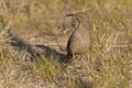 Curve-billed Thrasher, oxostoma curvirostre, observing Royalty Free Stock Photo