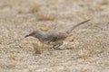 Curve-billed Thrasher, oxostoma curvirostre, in sonora desert Royalty Free Stock Photo