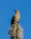 Curved Bill Thrasher perched on cactus