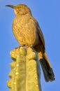 Curve-Billed Thrasher perched on a cactus in Arizona