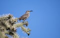 Curve Billed Thrasher bird on Cholla cactus in the Arizona Desert