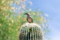 Curve-billed thrasher perched on the edge of a cactus plant, looking toward the viewer