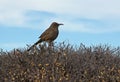 Curve Billed Thrasher