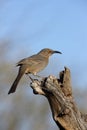 Curve-billed thrasher, Toxostoma curvirostre Royalty Free Stock Photo