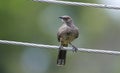 Curve-billed Thrasher Toxostoma curvirostre Royalty Free Stock Photo