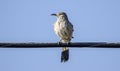 Curve Billed Thrasher on telephone wire, Tucson Arizona desert