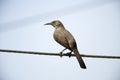 Curve-billed Thrasher perched on a wire Royalty Free Stock Photo