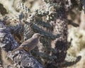 Curve-billed Thrasher Toxostoma curvirostre Royalty Free Stock Photo