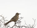 Curve-billed Thrasher Toxostoma curvirostre Royalty Free Stock Photo