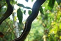 curve branch from tree with rim light in forest Royalty Free Stock Photo