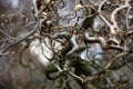 Corylus Contorta. Abstraction.