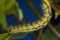 Curve of caterpillar Royalty Free Stock Photo