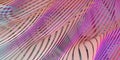 Curve Dynamic Fluid Liquid Wallpaper. Multicolored 3D stripes