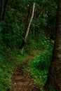 Curve path in rain forest landscape background