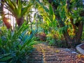 Curve pattern of brown laterite stepping walkway in a tropical garden, greenery fern plant, shrub and bush, under shading Royalty Free Stock Photo