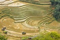 Curve at rice terraces at the mountains in Tavan Village Sapa. Royalty Free Stock Photo