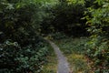 Curve road in forest. Deep autumn pine forest