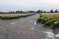 Curve road in the middle of flower fields with white and yellow narcissus / daffodil flowers at the Skagit Valley Tulip Festival, Royalty Free Stock Photo