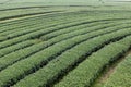 Curve row tea tree large field