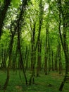 Curve tree in forest glow green