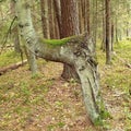 A curve tree in forest like a chair