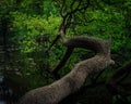 Curve tree growing in the swamp