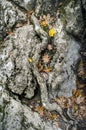 Curve of the tree trunk between stones Royalty Free Stock Photo