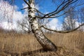 Curve the trunk of a birch. Old wooden surface, texture for the background. The texture of the bark, the tree trunk in the forest Royalty Free Stock Photo