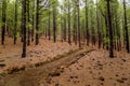 A Curve in the Uphill Path Through The Pine Woods in Chinyero, Tenerife