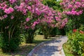 Curved alley between bushes with pink flowers. The stone blocks is covered with pink petals. In the park with beautiful flowers