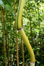Curved bamboo stalk, possibly of Bambusa or Phyllostachys genus, with decorative green stripe in upper internodal part. Royalty Free Stock Photo