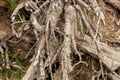 Roots of fallen tree in the forest Royalty Free Stock Photo