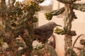 Curved bill thrasher in the cactus.